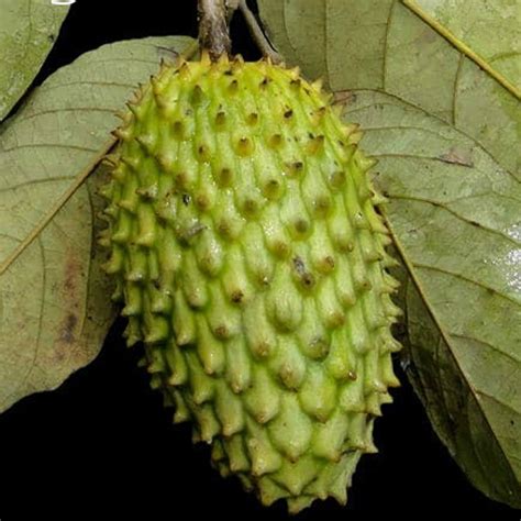 Annonilla (Annona hypoglauca) Fruit Plant – veliyathgardens