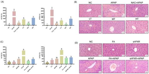 Forsythiaside A Reduces Acetaminophen Hepatotoxic Metabolism by ...