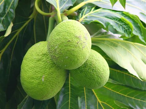 Fruit à pain | Martinique Tour