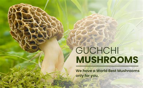 AAYURJA Jumbo Gucchi Mushroom | Himalayan Kashmiri Jumbo Gucchi ...