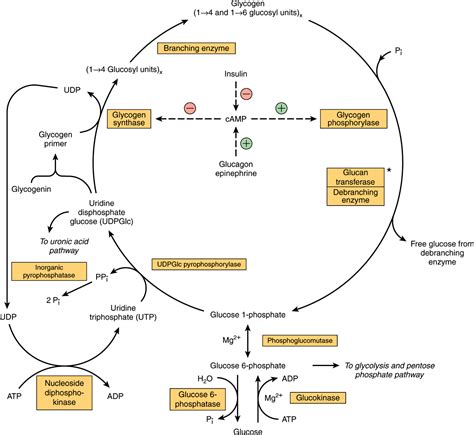 Metabolism of Glycogen | Basicmedical Key