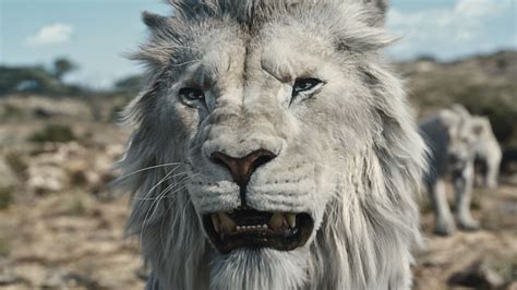 Lion Cotswold Wildlife Park Unveils New Home For Its Endangered