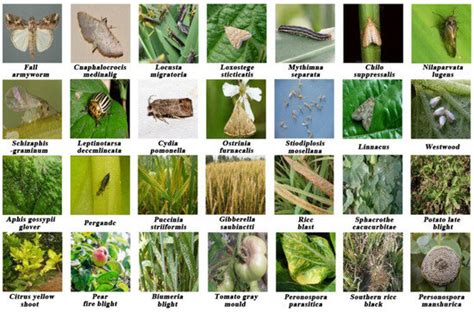 LCA-Net: A Lightweight Cross-Stage Aggregated Neural Network for Fine ...