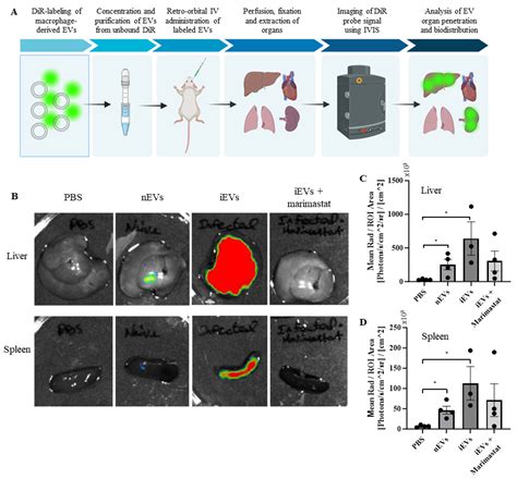 Proteolytic Vesicles Derived from Salmonella enterica Serovar ...