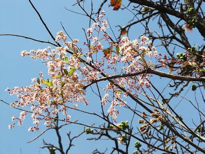 LAGERSTROEMIA 'SAVNI'- QUEEN's FLOWER (TREE AND SHRUB) - BHOLA NURSERY ...