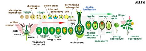 Double Fertilization: Definition, Process and Embryo Development