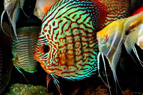 Image result for Discus Fish Shops