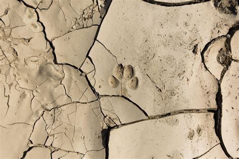 Animal Tracks of Desert Dunes, Park Headquarters, Twentynine Palms, 26 ...
