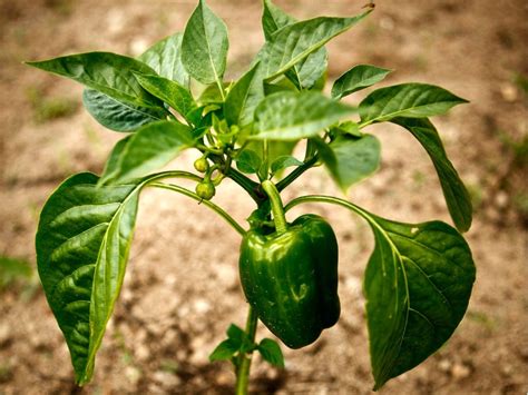 Bell Pepper Plants And Water at Alyssa Coode blog