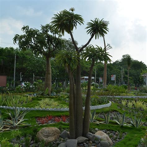 Cactus Garden (Kevadia) - All You Need to Know BEFORE You Go