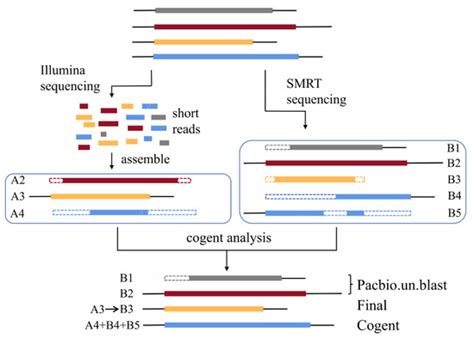 SMRT and Illumina RNA Sequencing and Characterization of a Key NAC Gene ...