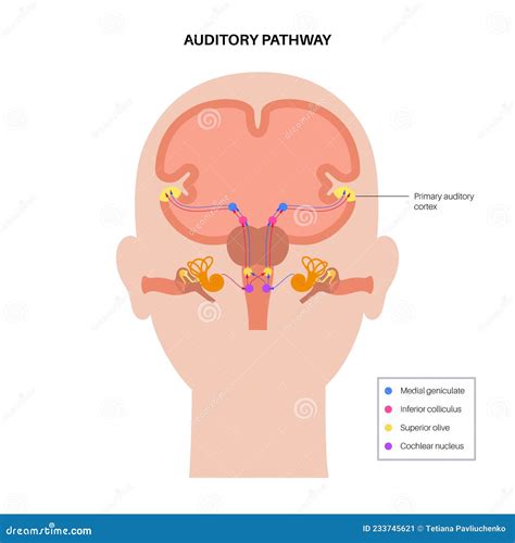 Auditory pathway diagram stock vector. Illustration of science - 233745621