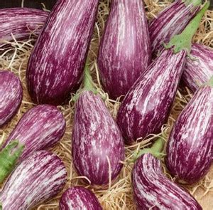 UGRA Brinjal Seed Price in India - Buy UGRA Brinjal Seed online at ...