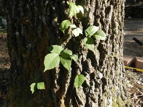 Poison ivy vs poison oak - gsematrix