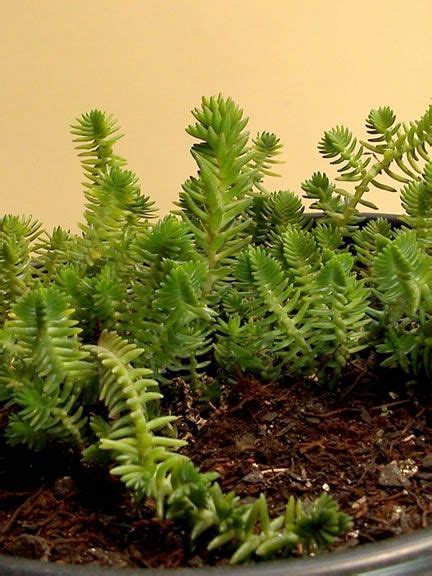 Crassula pyramidalis - Beautiful Succulent Plant