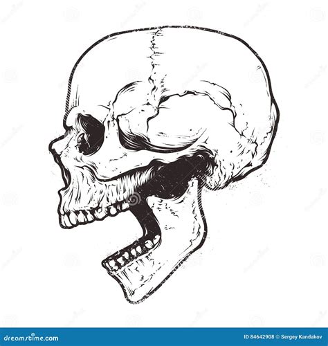 Anatomic Skull Vector Art. Detailed Hand-drawn Illustration Of Skull ...