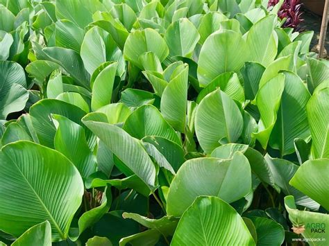 Cigar Plant Plant For Sale In India | Online plant nursery