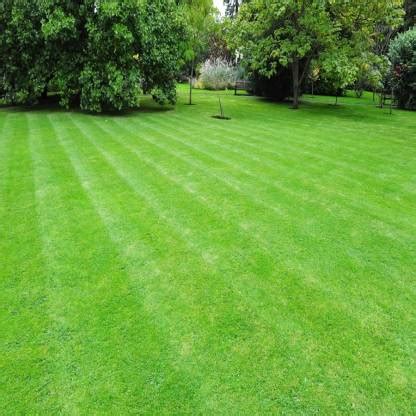 SHOP 360 GARDEN Cynodon dactylon, Bermuda grass, Lawn Grass, Durva ...