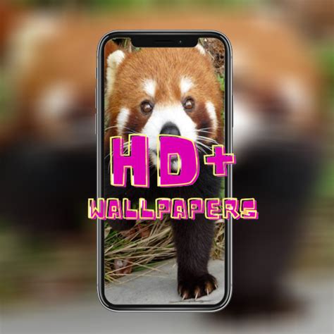 4K Panda Wallpaper - App on Amazon Appstore