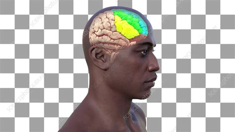 Rezultat imagine pentru Gyri