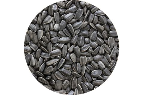 Sajjan Foods | Oil Seeds
