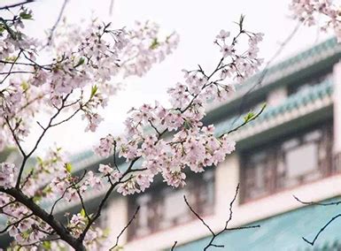 武汉大学樱花初绽 盛花期未至游人已如织 - 每日头条