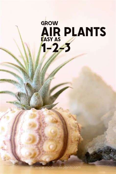 How to Grow Air Plants 的图像结果
