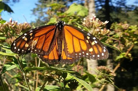 Monarch Butterfly Tour from Mexico City (with Reviews)