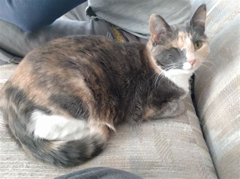 Picture of my cat. Roomba hates cats if this gets me banned. : r/691