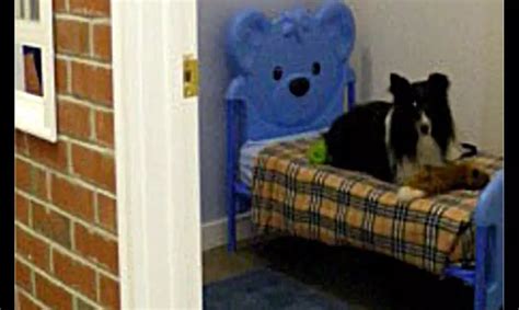 Dude Ranch Pet Resort - From $64.80 - Glen Allen | Groupon