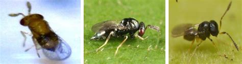 Beneficial insects of Moth bean | Vikaspedia - English - Agriculture