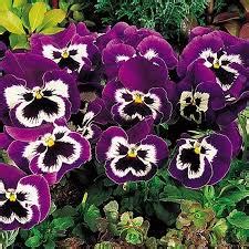 Buy Omaxe Pansy F1 Purple Smile Seeds online at best price