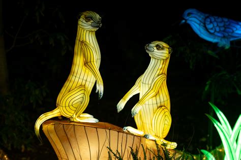 Called the city’s ‘wildest’ holiday tradition, LA Zoo Lights: Animals ...