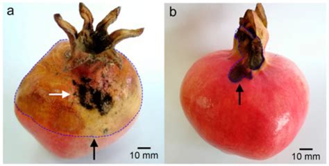 Identification the Pathogens Causing Rot Disease in Pomegranate (Punica ...
