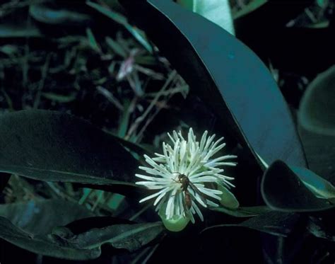 Clusia Plum. ex L. | Plants of the World Online | Kew Science