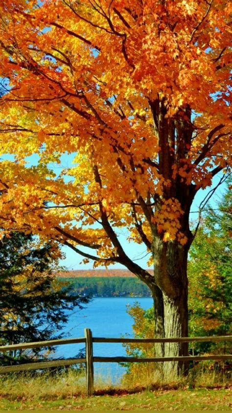 Fall 的图像结果