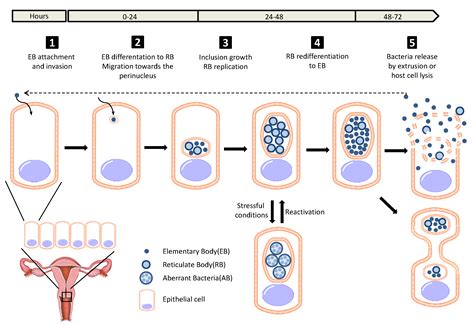Female Infertility Associated to Chlamydia trachomatis Infection ...