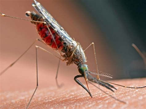 Malaria vaccine is effective in children | Meer