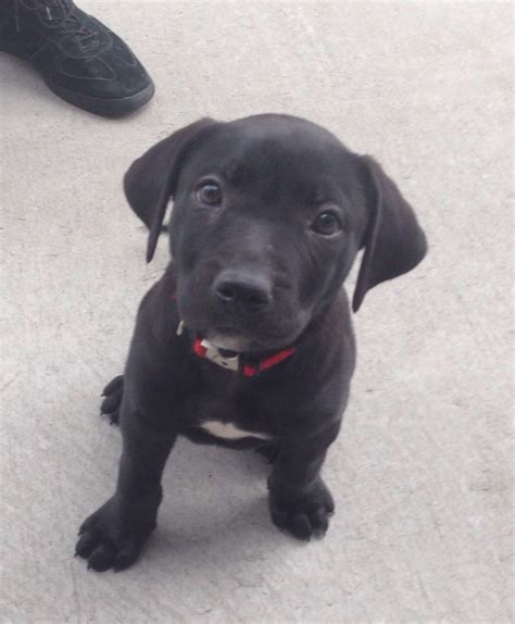 Labrador Retriever Mix Pitbull