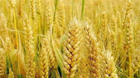 小麦品种哪种比较优质？小麦优质品种挑选依据..