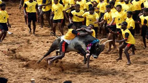 Jallikattu Held In Tamil Nadu As Part Of Pongal Celebrations