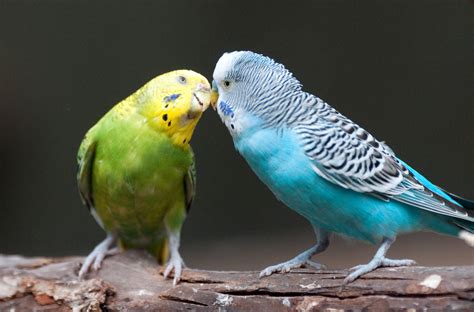 Common Ailments of Pet Parakeets | I Love Parakeets