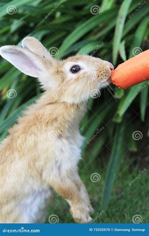 Rabbits eating carrot stock photo. Image of natural, funny - 73332070