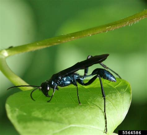 Blue Mud Wasp