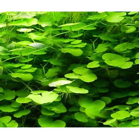Hydrocotyle Verticillata – Fishykart.in