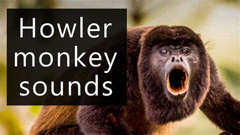 The frightening sounds of Howler monkeys - YouTube