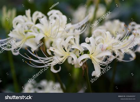 Name These Flowers White Spider Lily Stock Photo 2206404297 | Shutterstock