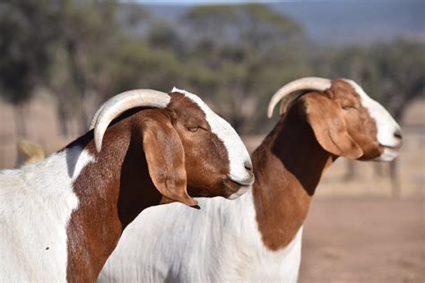 Why breed Boer Goats — BGBAA — BGBAA