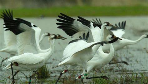 5 Beautiful Bird Sanctuaries To Visit in India - lifeberrys.com