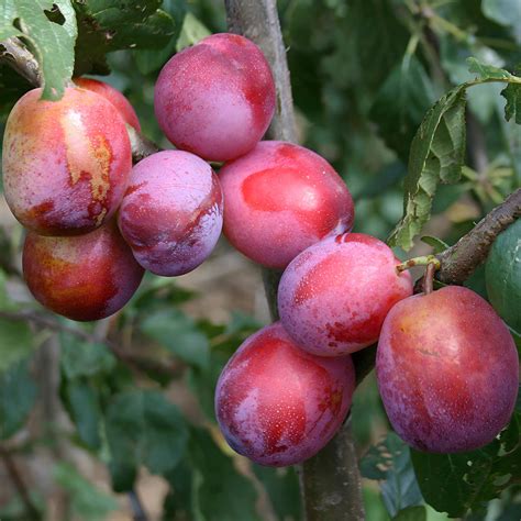 48 Types of Plums: (A-to-Z) Photos - Butter N Thyme